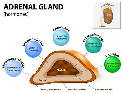 Symptoms of an overactive adrenal gland - nelovery