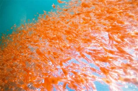 Swim away! Krill Swarm | Krill, Krill oil, Keystone species