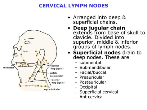 Jugular Lymph Nodes