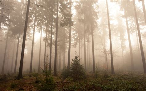 Foggy Forest Wallpaper | Foggy forest, Fog images, Forest wallpaper