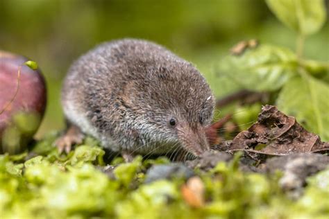 Eurasian Pygmy Shrew Natural Habitat Stock Photo - Image of alive, beautiful: 260428856