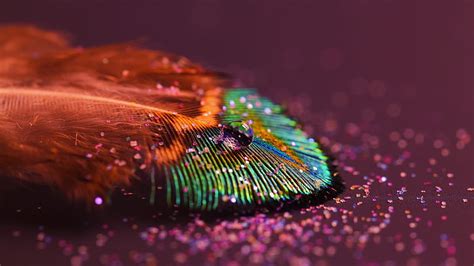 1920x1080px | free download | HD wallpaper: multicolored peacock ...