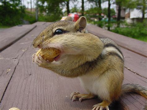 Funny Chipmunk photos |Funny Animal