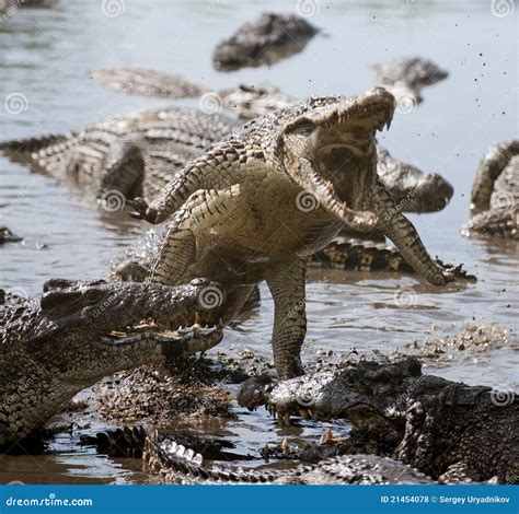 Attack crocodile stock photo. Image of meat, danger, injury - 21454078