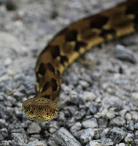 Timber Rattlesnake Photograph by Doug McPherson - Fine Art America