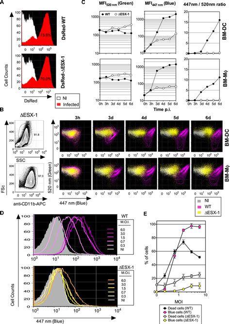 Mtb-mediated phagosome disruption in different phagocyte types,... | Download Scientific Diagram