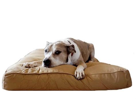 The Best Chew Proof Dog Beds For Your Rescue Dog