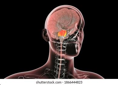 Pons Varolii Highlighted Inside Human Brain Stock Illustration ...