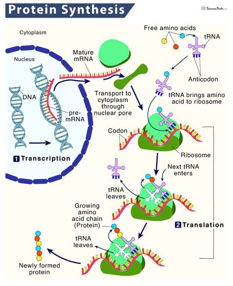 Protein Synthesis – Location, Process, Steps, & Diagram