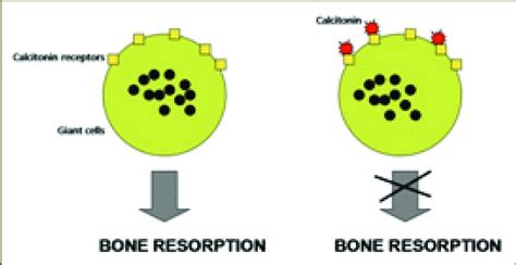 Proposed mechanism of action of calcitonin. | Download Scientific Diagram