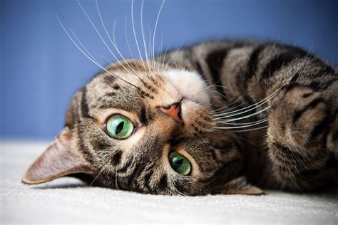 Muzzle of a gray tabby cat with green eyes wallpapers and images ...