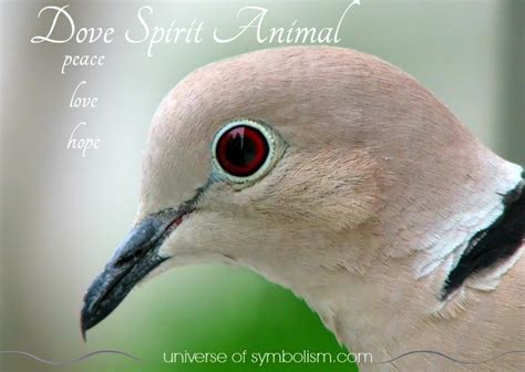 Dove Symbolism & Dove Meaning | Dove Spirit & Totem Animal Guidance