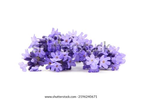 Lavender Petals: Over 93,526 Royalty-Free Licensable Stock Photos | Shutterstock