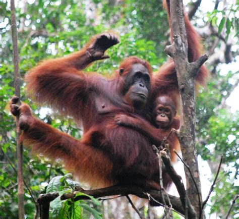 In Borneo, 4 Generations of Orang-utan Conservation