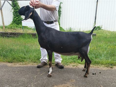 Nubian Junior Does - Humfleet's Nubian Dairy Goats