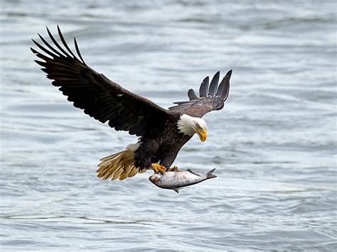 Golden Eagle Hunting Fish