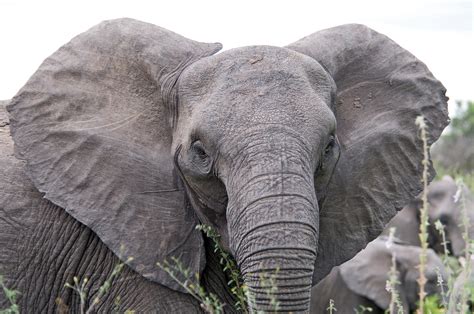 File:Angry elephant ears.jpg