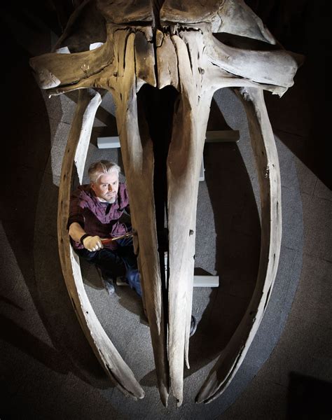 113-year-old whale skeleton dismantled ahead of museum refurbishment | Guernsey Press