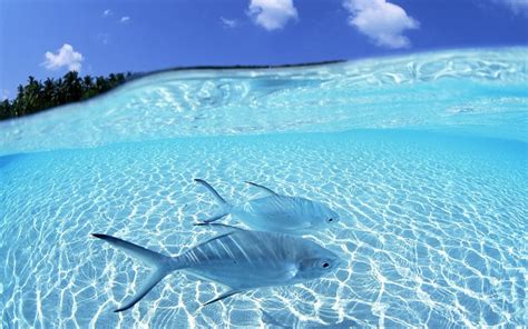 Tropical Island Wallpaper with Fish (49+ images)