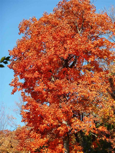 17 Amazing Types of Maple Trees | Better Homes & Gardens