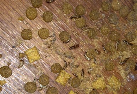 Carpet Beetle Larvae Infestation - What's That Bug?