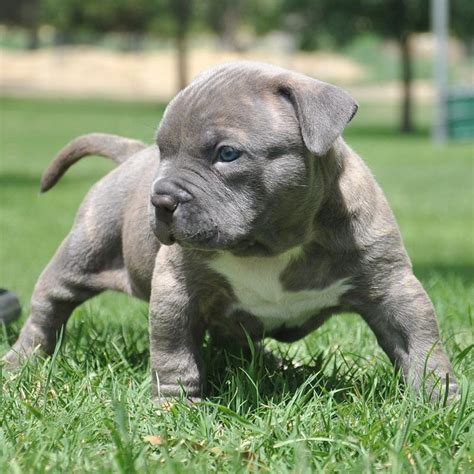 Pit Bull Puppy Wallpaper HD - WallpaperSafari