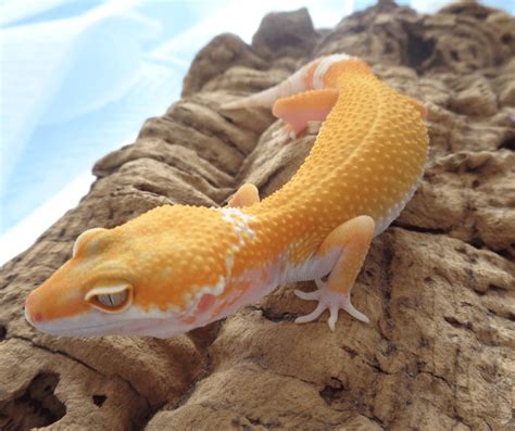 What is a Tremper Albino Leopard Gecko? Quick Morph Guide