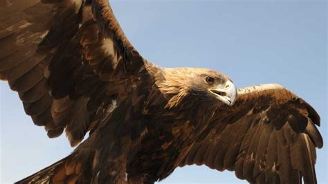 The Golden Eagle: Mexico's Majestic National Bird and Its Symbolism ...