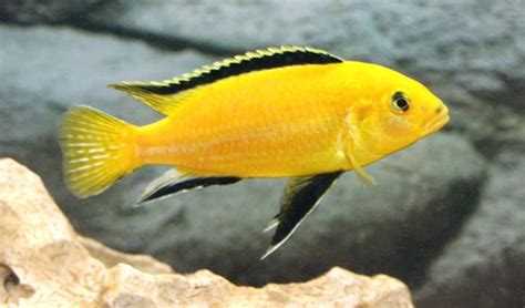 Electric Yellow Cichlid Breeding Pair 4-5" - TRiN's Tropical Fish