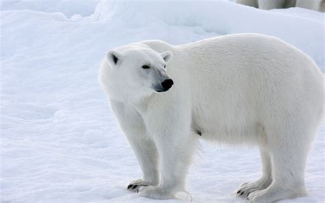 Polar bear, snow, winter, white color wallpaper | animals | Wallpaper Better