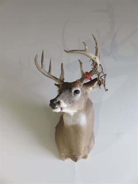 Captain's Classic Whitetail Deer Taxidermy Pack Mount For Sale | ubicaciondepersonas.cdmx.gob.mx