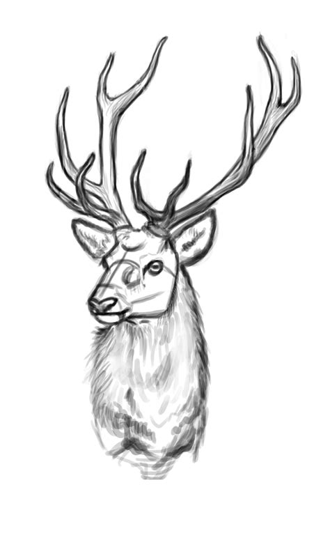 Elk Antlers Drawing at GetDrawings | Free download