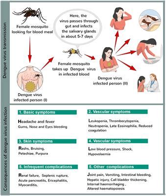 Frontiers | Prevention and Control Strategies to Counter Dengue Virus ...