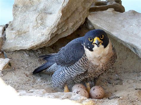 Peregrine Falcon Nesting: A Complete Guide | Birdfact