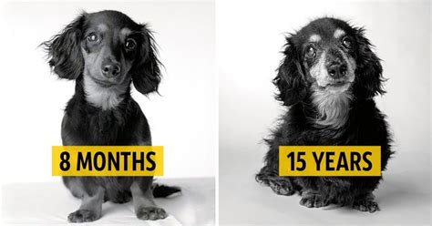 How dogs get older: A fascinating and deeply touching photography project / Bright Side