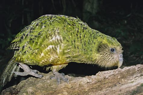 Kakapo | New Zealand Birds Online