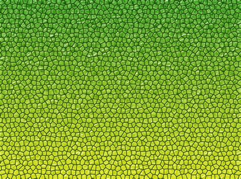 Free photo: Reptile skin texture - Dragon, Green, Reptile - Free Download - Jooinn