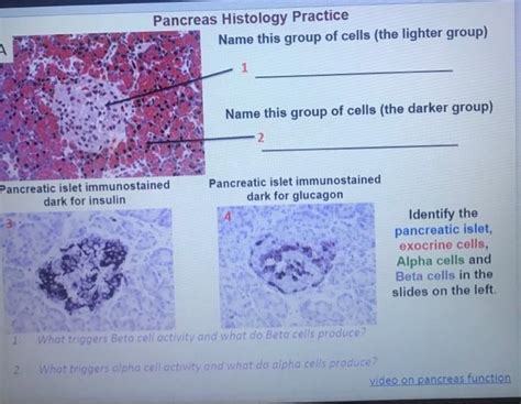 200以上 pancreas histology exocrine cells 149762