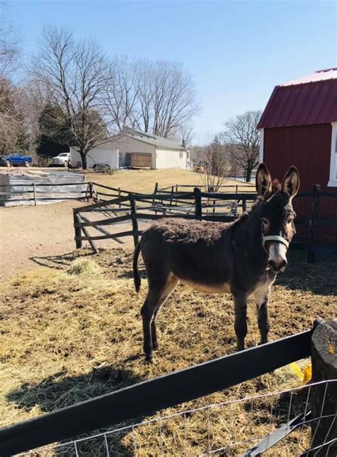 Donkeys & Mules - The Devoted Barn