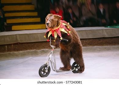 6,892 Bear Circus Images, Stock Photos & Vectors | Shutterstock