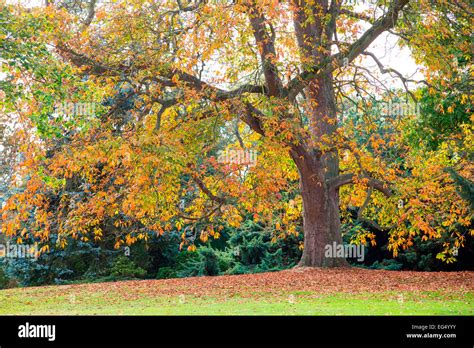 Beech tree in autumn Stock Photo - Alamy