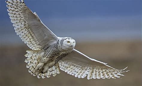 Snowy Owl Flying