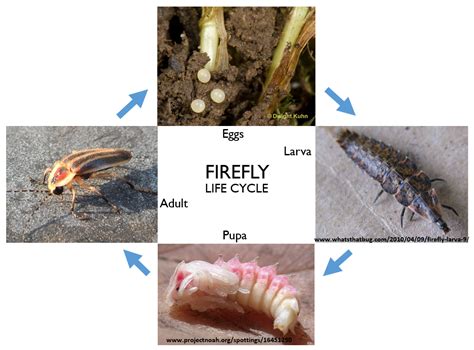 Firefly Pupa