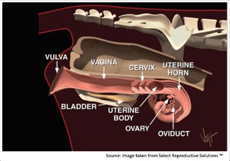 Anatomy of the reproductive system of the cow. | Download Scientific Diagram