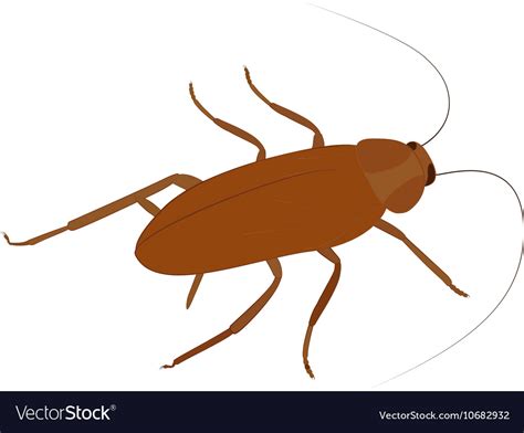 Top View Cockroach Cartoon Vector Clipart Friendlystock Cockroach ...