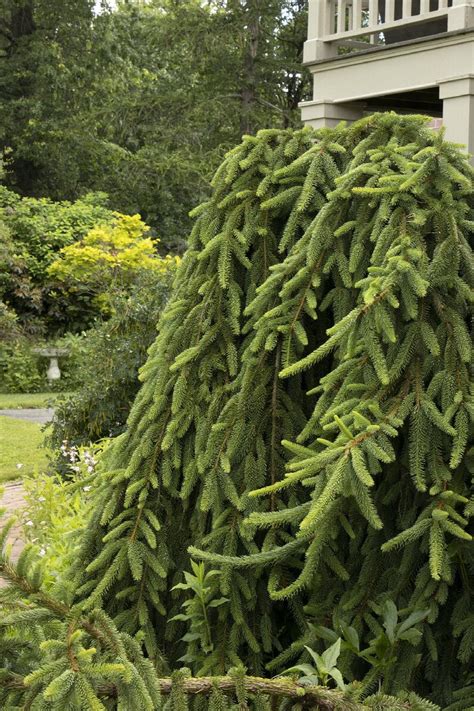 Weeping Norway Spruce, Picea abies 'Pendula', Monrovia Plant