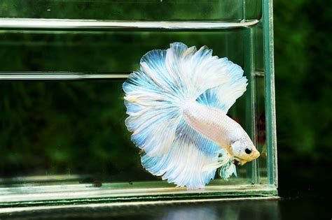 Happy Betta Fish / How To Keep Your Betta Fish Healthy And Happy Pet Loves Best : A clean home ...