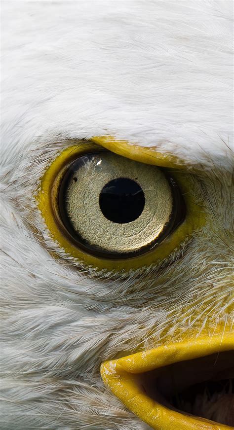 Eagle Eye