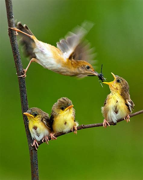 Amazing Birds Photography