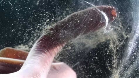 How Hagfish Use Slime to Suffocate Their Prey